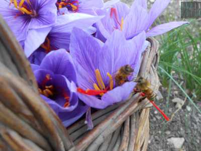 Due api fanno provvista di polline nel cesto con i fiori
